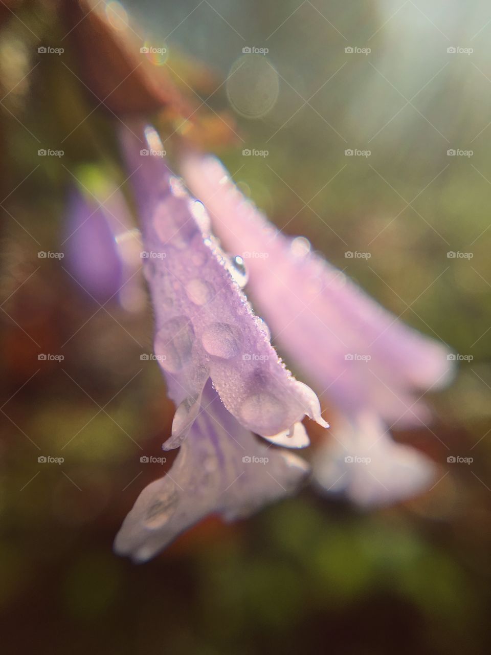 Purple Weed in the Morning Light