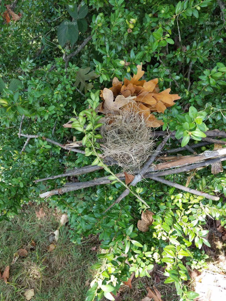hand made bird nest