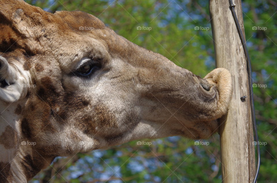 Giraffe seen in South Africa sucking on a wooden pole