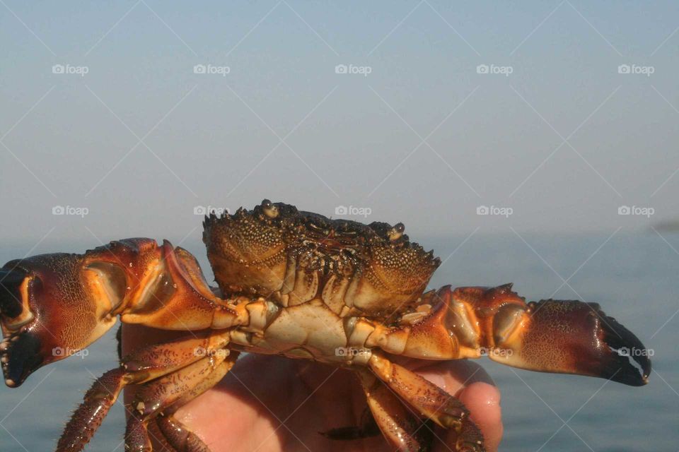 crab