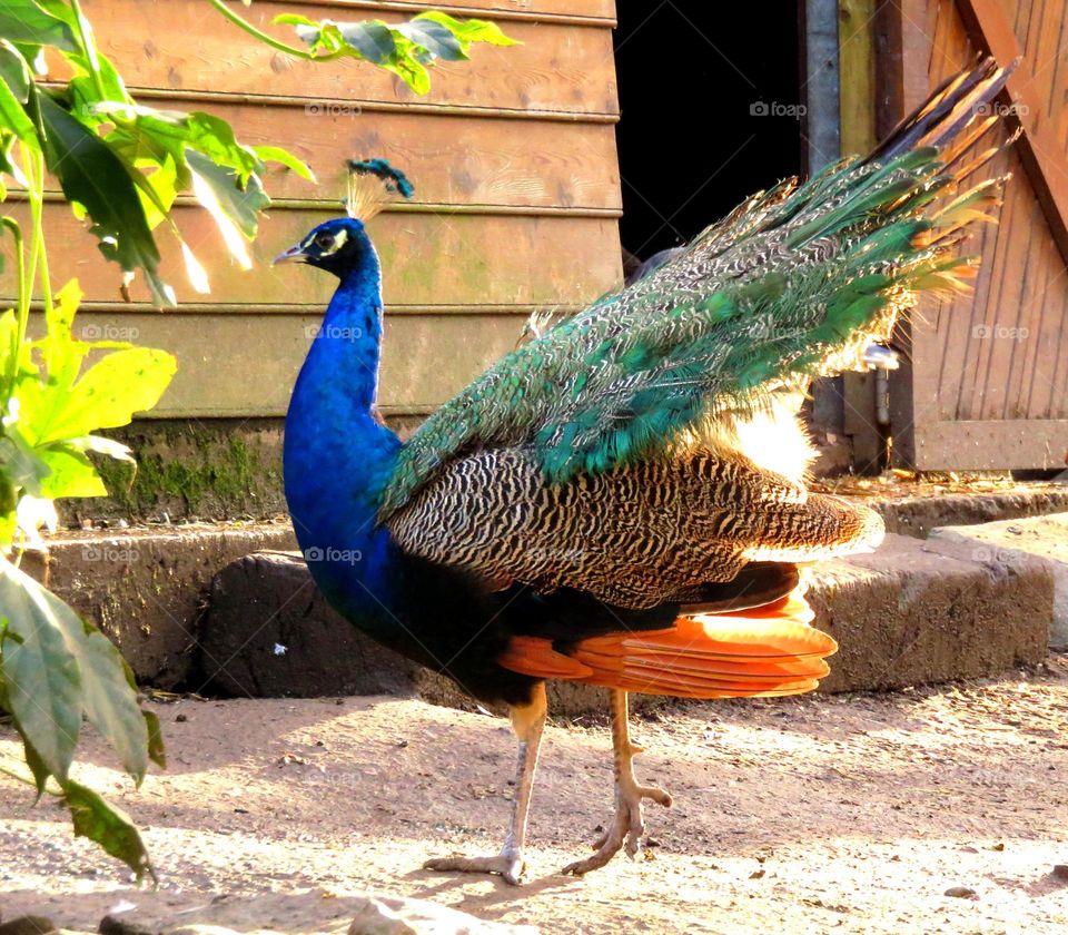 peacock