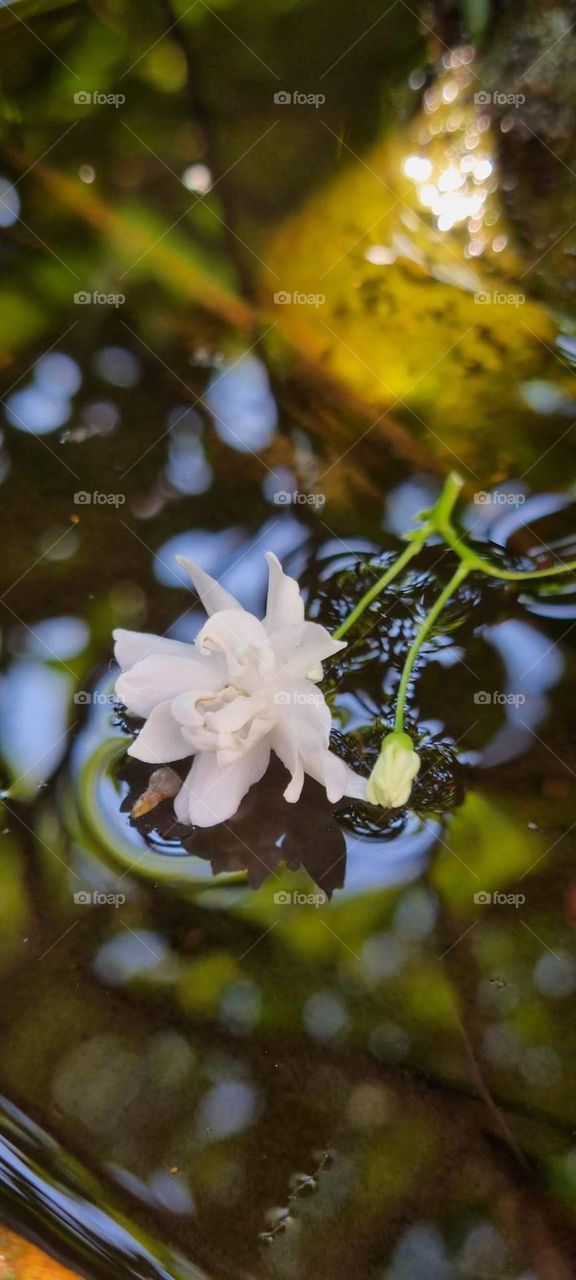 Water Jasmine.