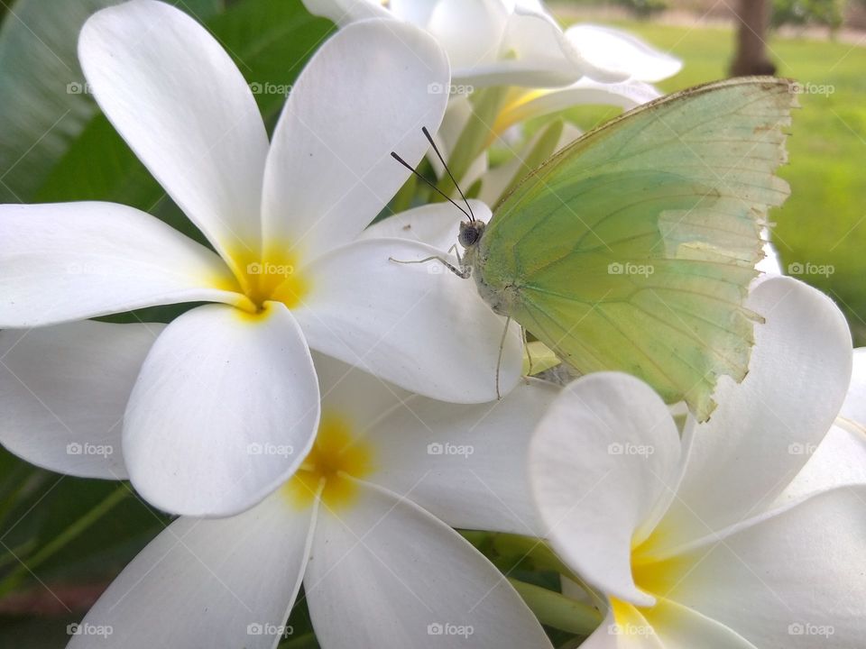 Nature, Flower, Tropical, Frangipani, Plumeria