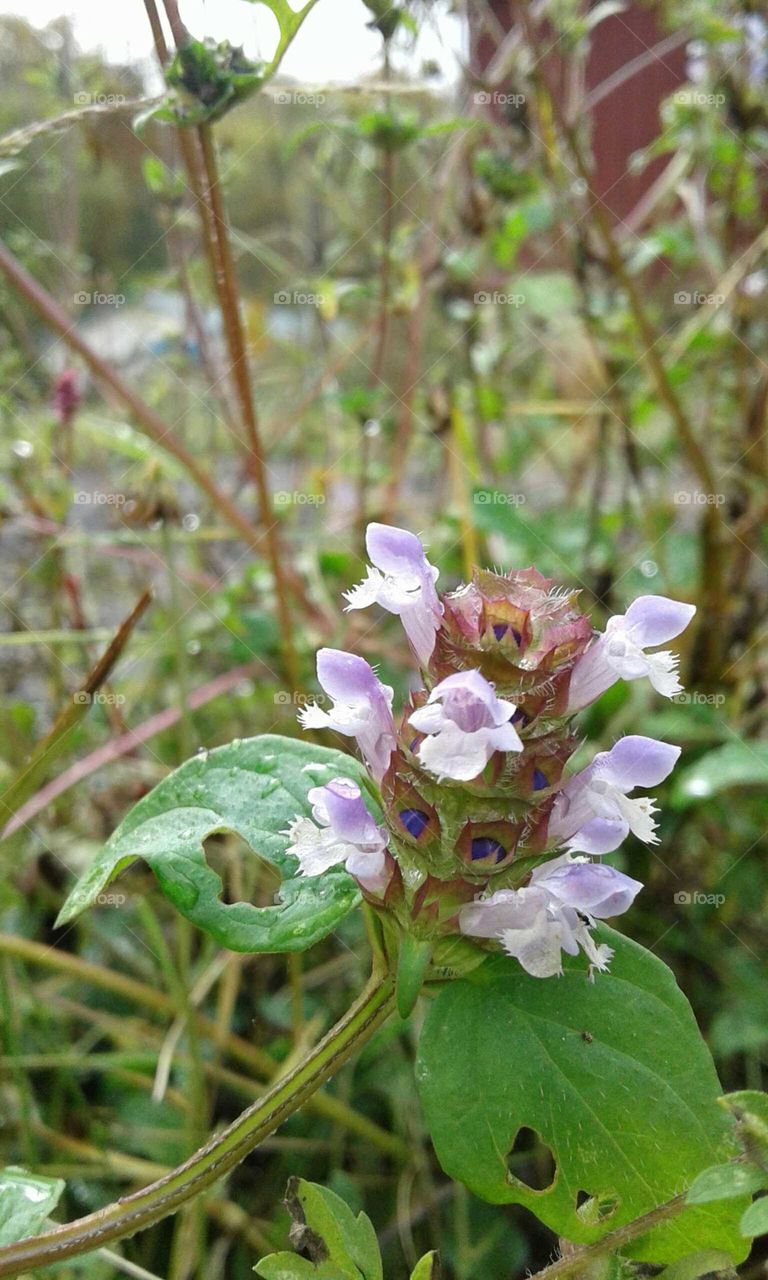 Wildflowers