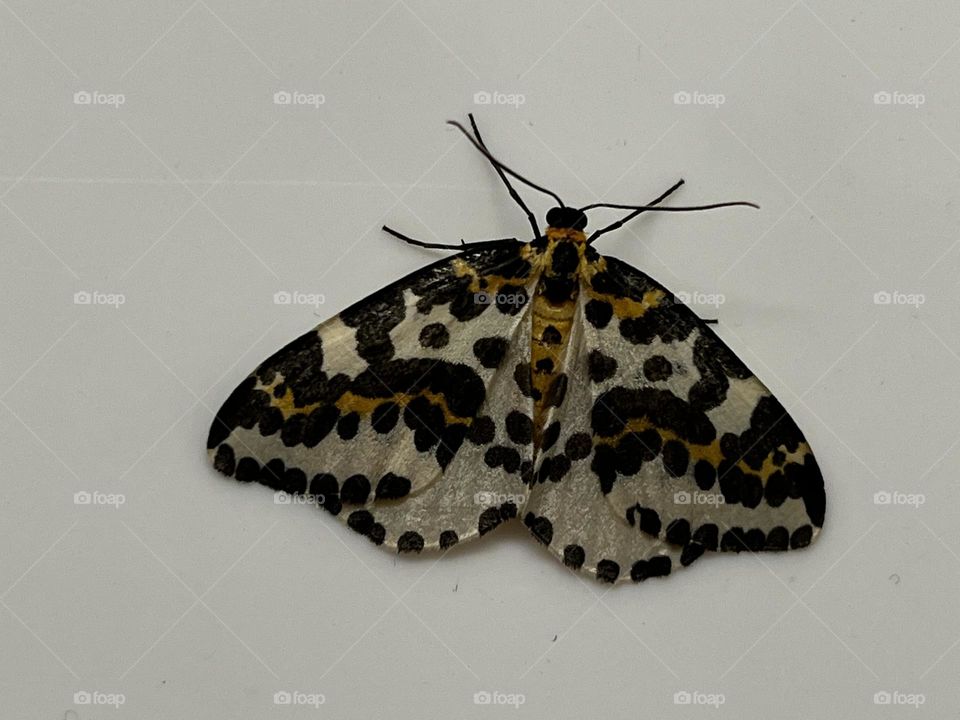 A moth in north Devon