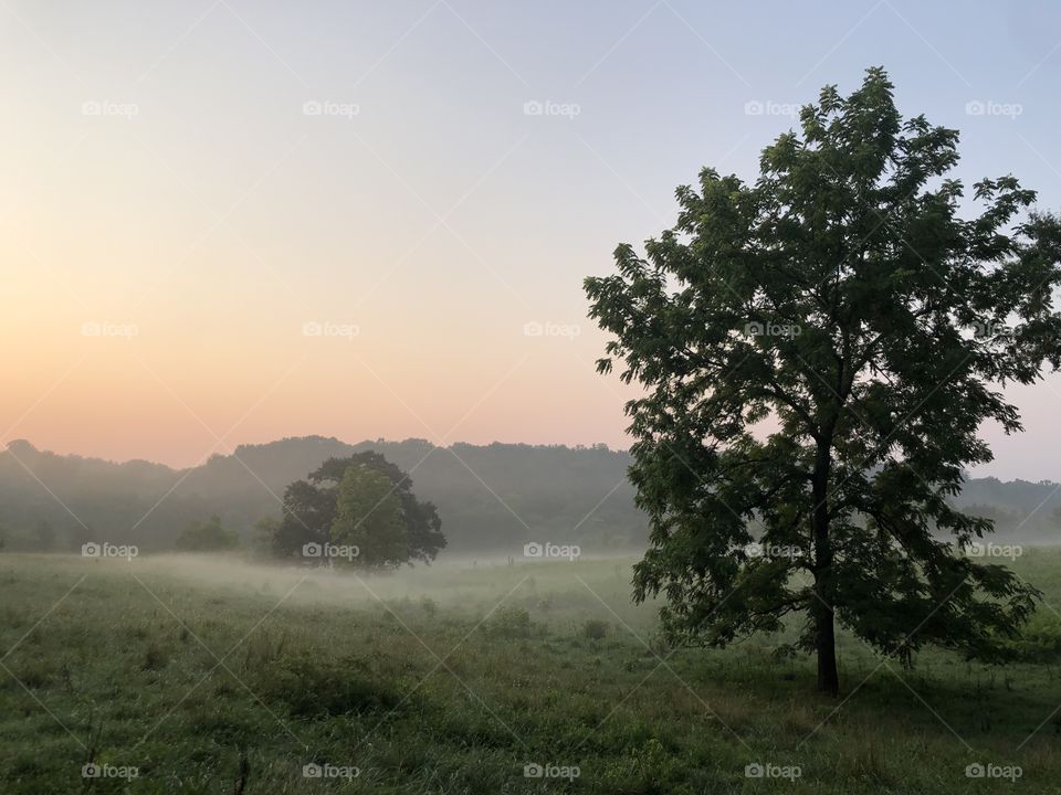 Morning mist rolling through pasture