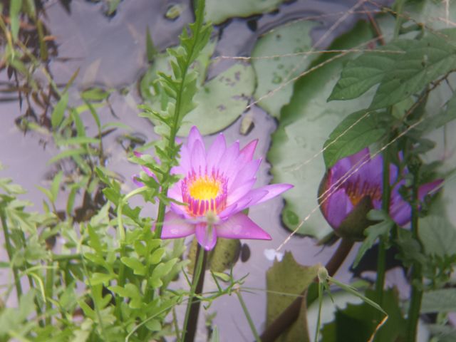 Lotus