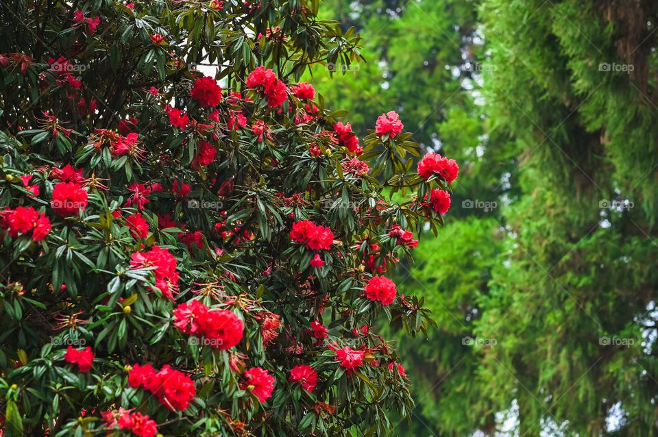 The blooming of Rhododendron arboreum during spring season