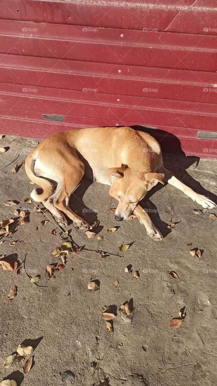 dog sleeping autumn leaves around