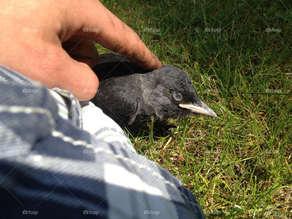 Outdoors, Bird, Nature, Grass, Portrait