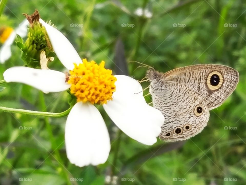 Beside the flower.