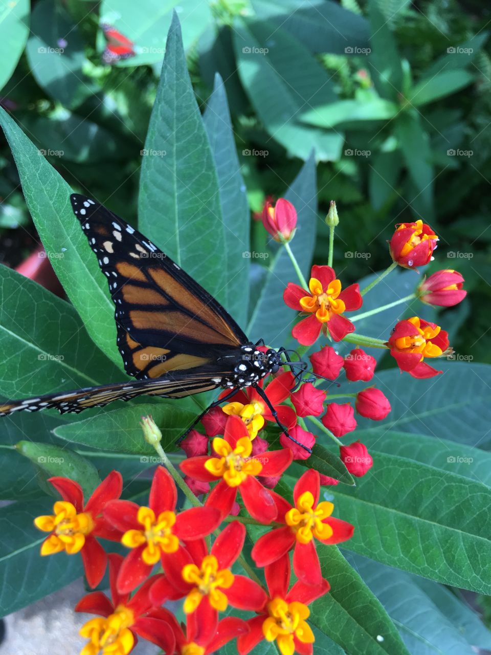 The monarch butterfly