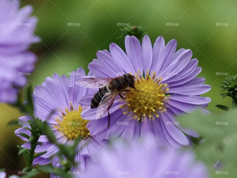 October aster