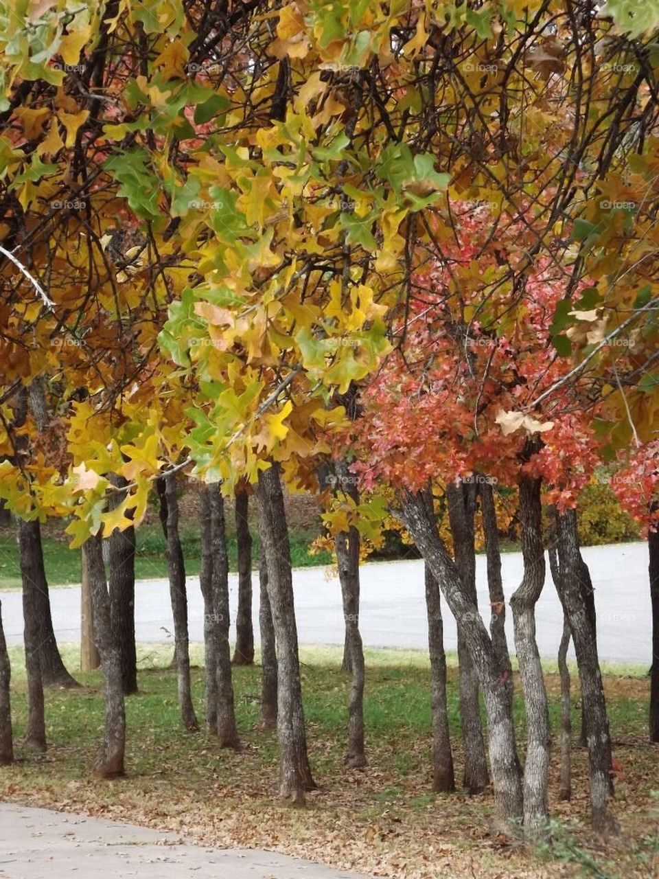 Fall trees