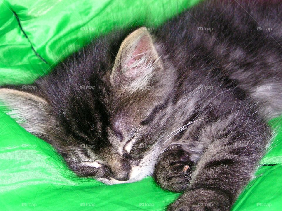 Tabby cat sleeping on bed