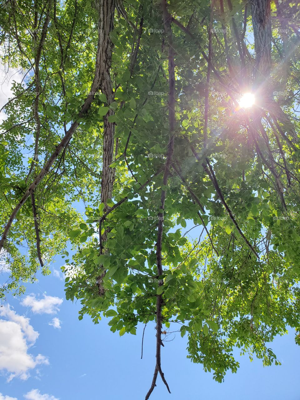 sunlight  under beautiful tree