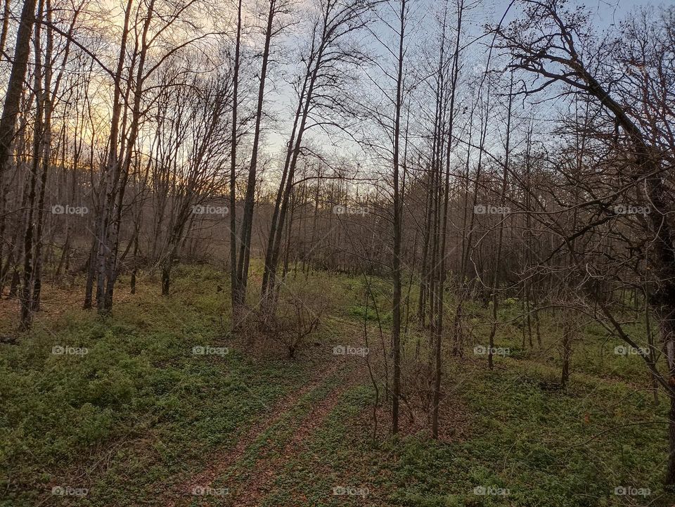 In the autumn forest in the evening