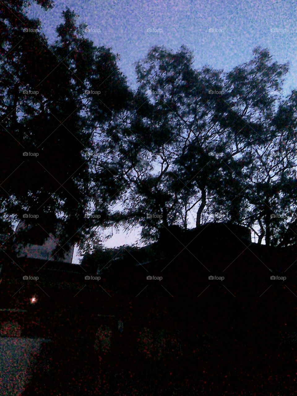 trees before sunrise