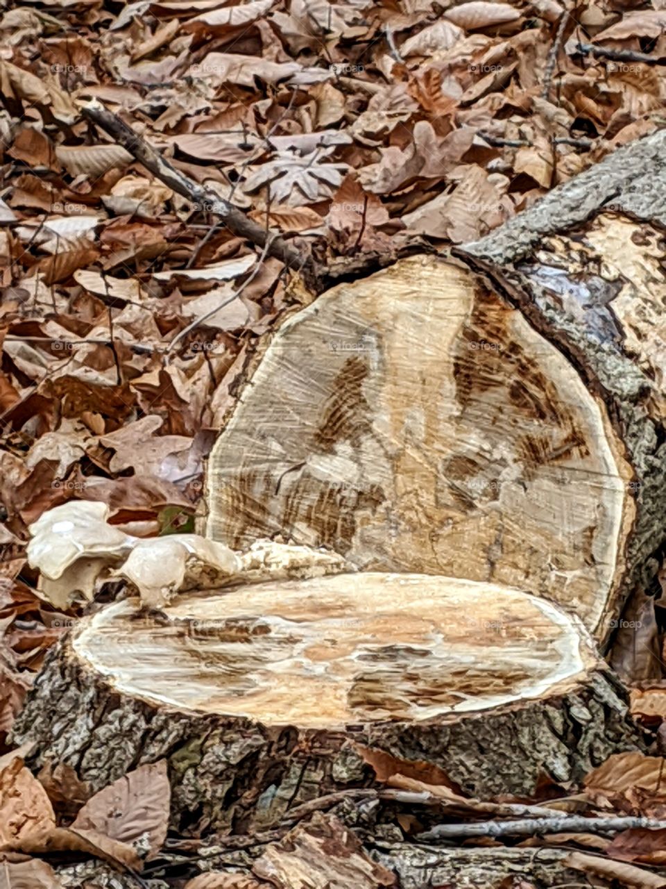 signs of Autumn, fallen tree, crunchy leaves