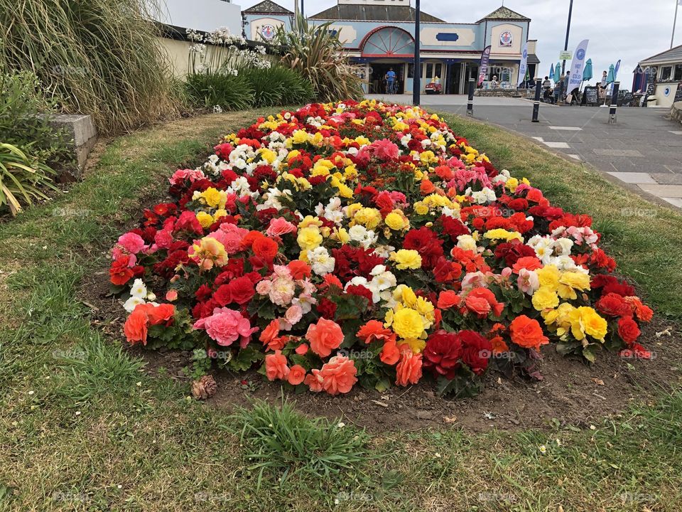 A stunning display of very colourful summer flowers at this popular Devon, UK resort.