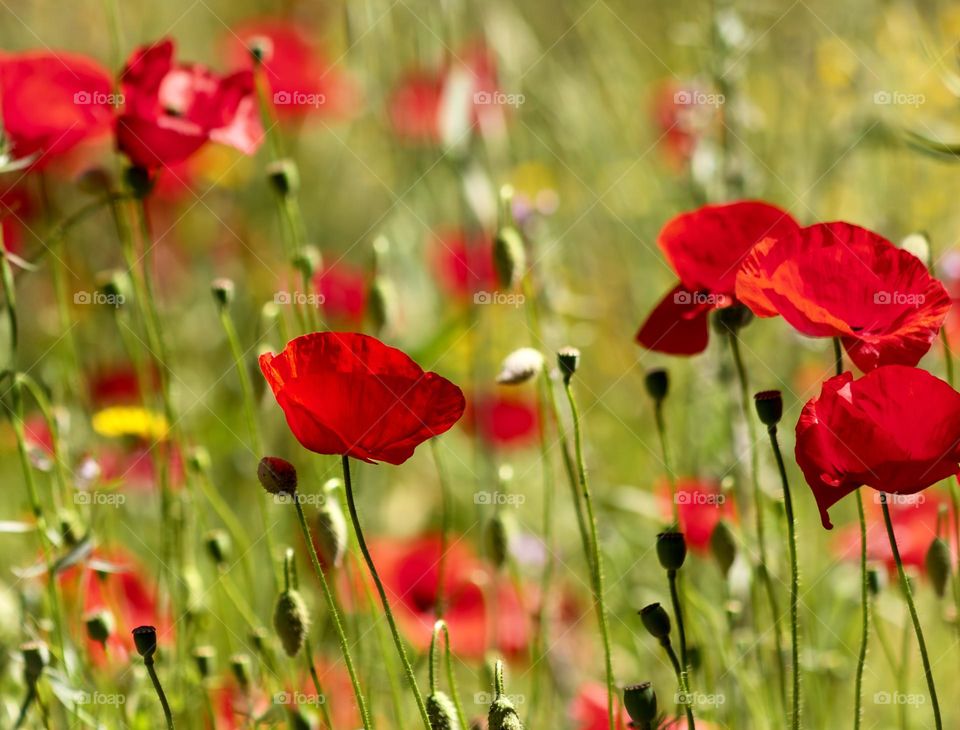 Red poppies on grassy background