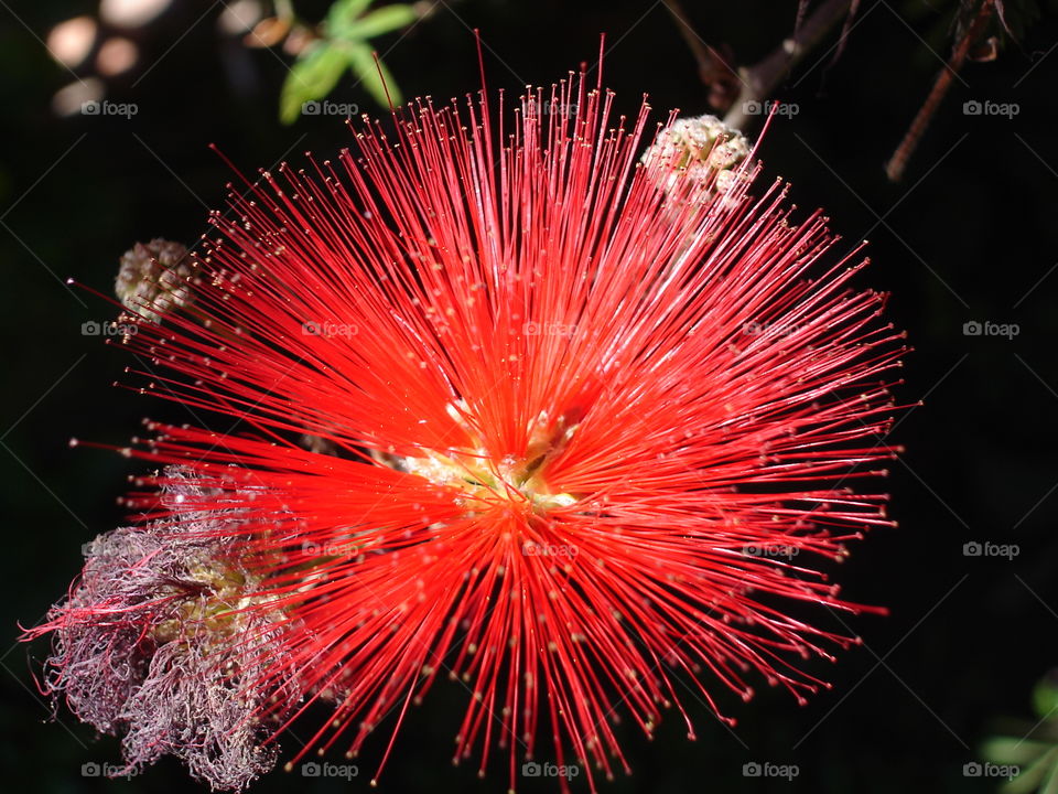 Red flower/Flor vermelha.