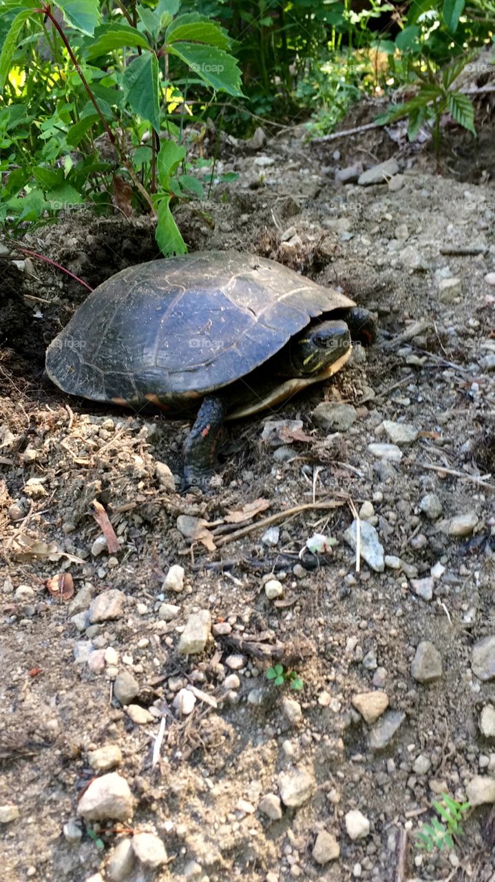 I saw this turtle on the road 🐢 while I was walking. It was actually making babys! 
