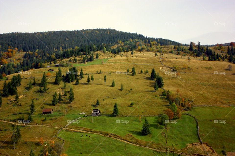 landscape in Carpathian
