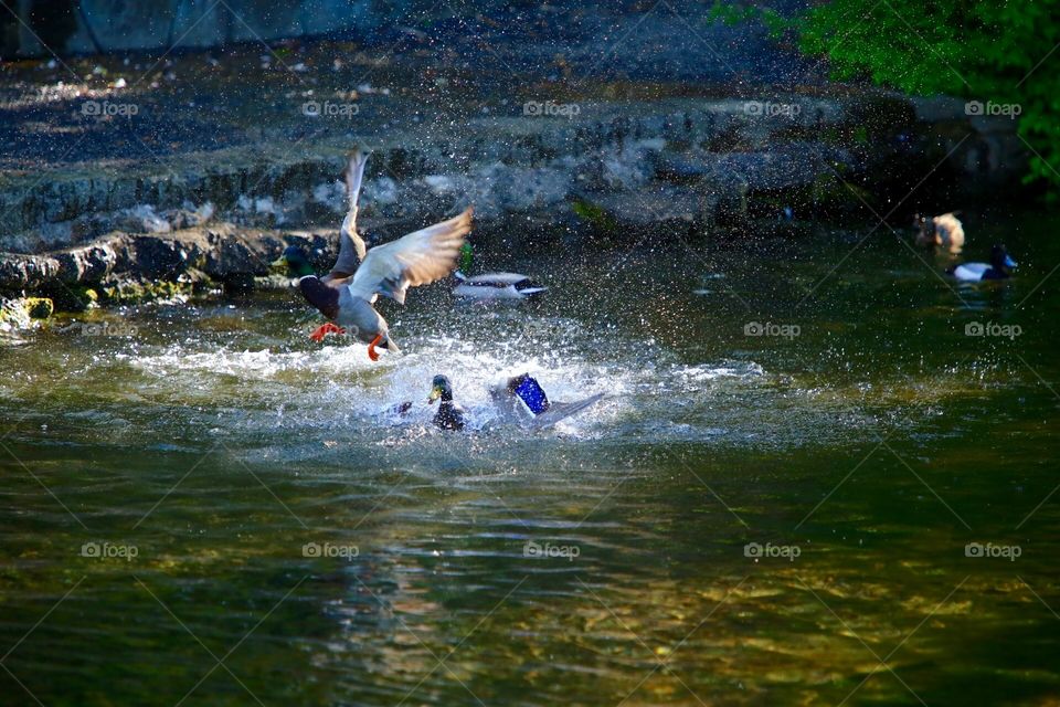 Duck fight 