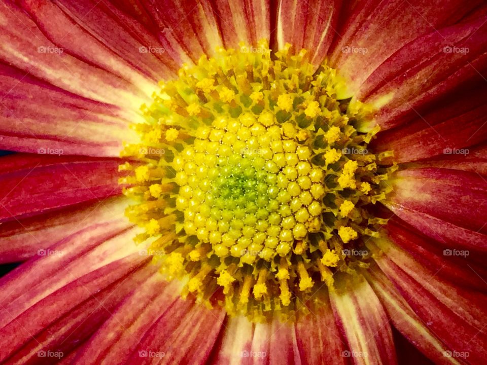 Gerber daisy closeup