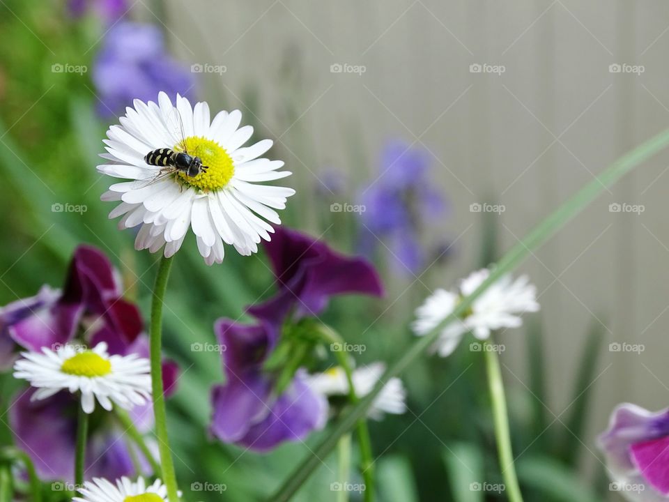 Bee Daisy. A bee on a Daisy in my garden