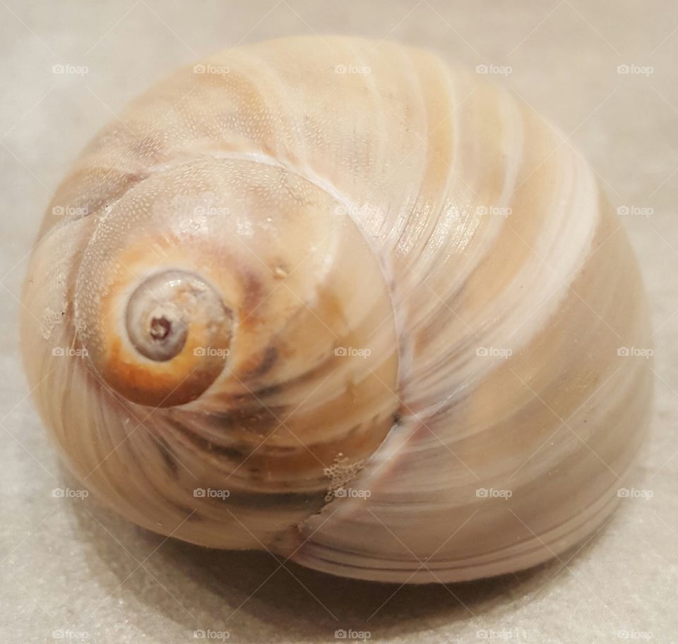 mollusk