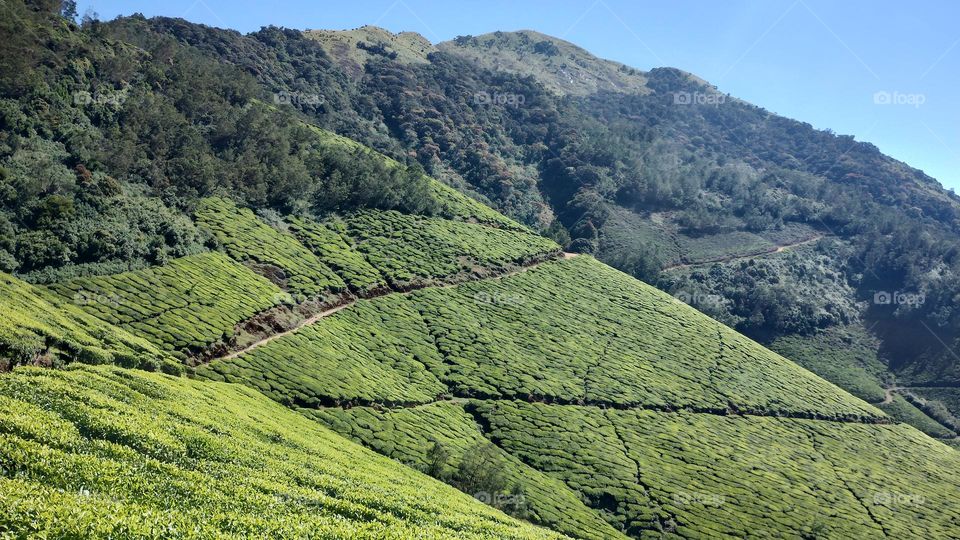 "Nature is pleased with simplicity." 