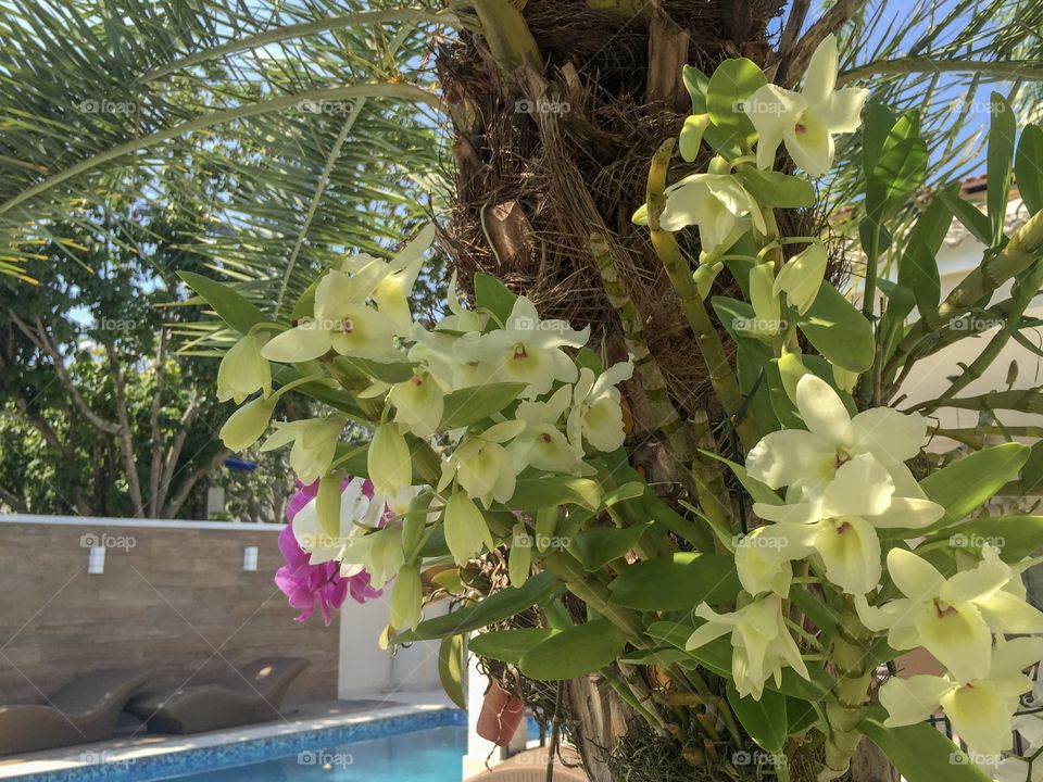 A palm tree full of yellow ,pink and white orchids on the edge of a swimming pool