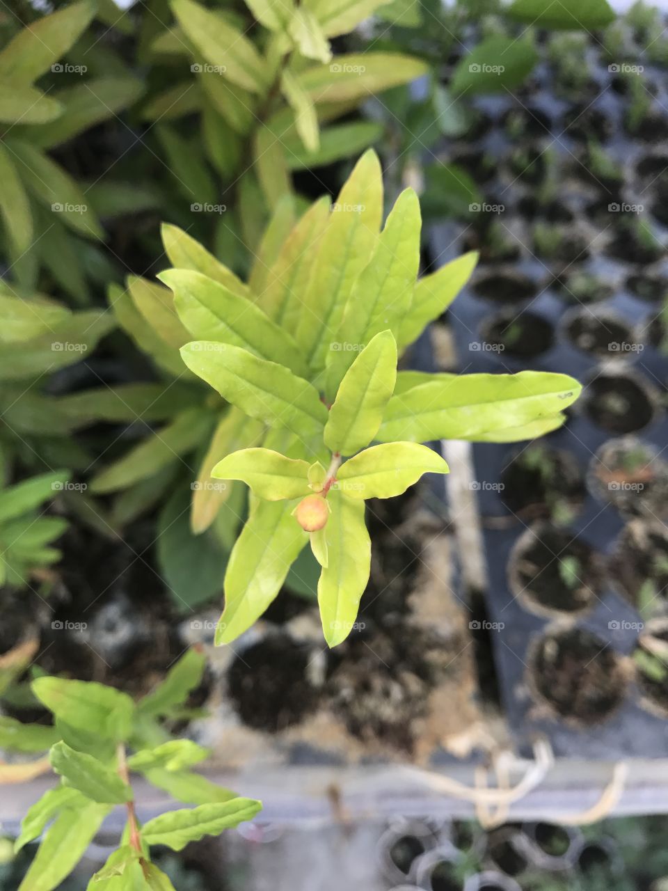  Pomegranate Nursery 
