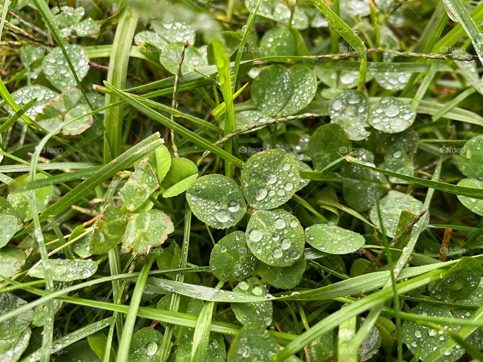 Clover patch covers leaf rainfall green raindrops waterdrops droplets wet water rain drop outside nature outdoors elements dew dewdrops plant plants leafs Grass splashes phone photography