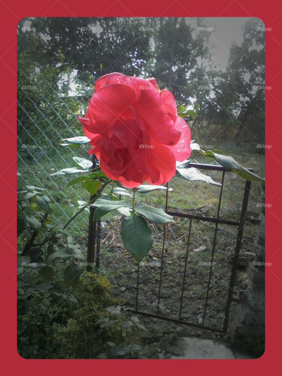 a red rose in back yard...