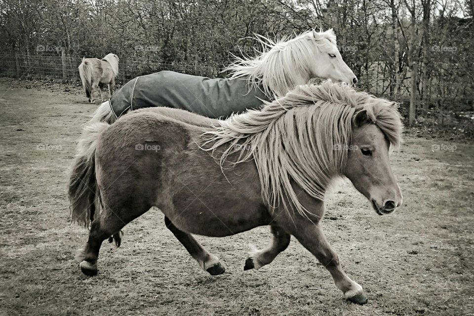 Shetland pony in sepia