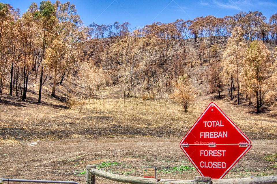 Closed Forest