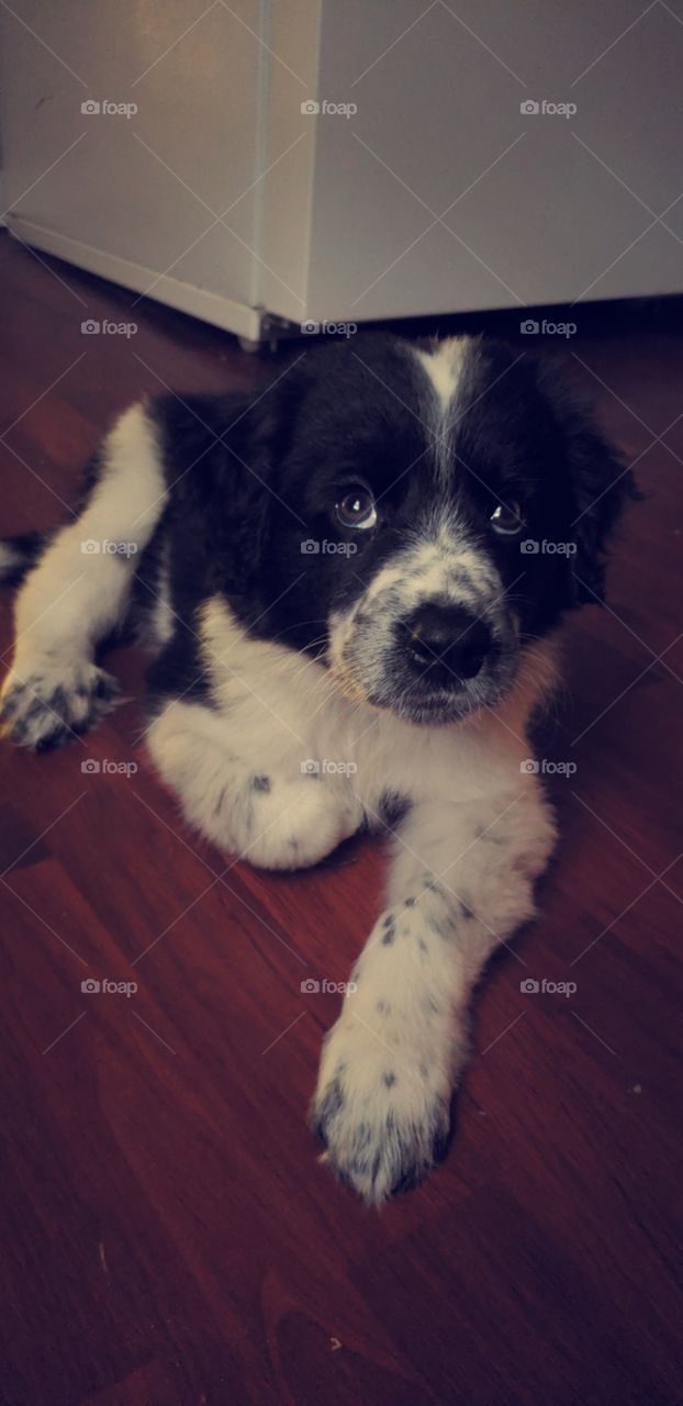 Oh so innocent - Baby Great Pyrenees Border Collie Mix