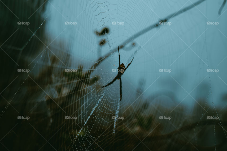Spider web