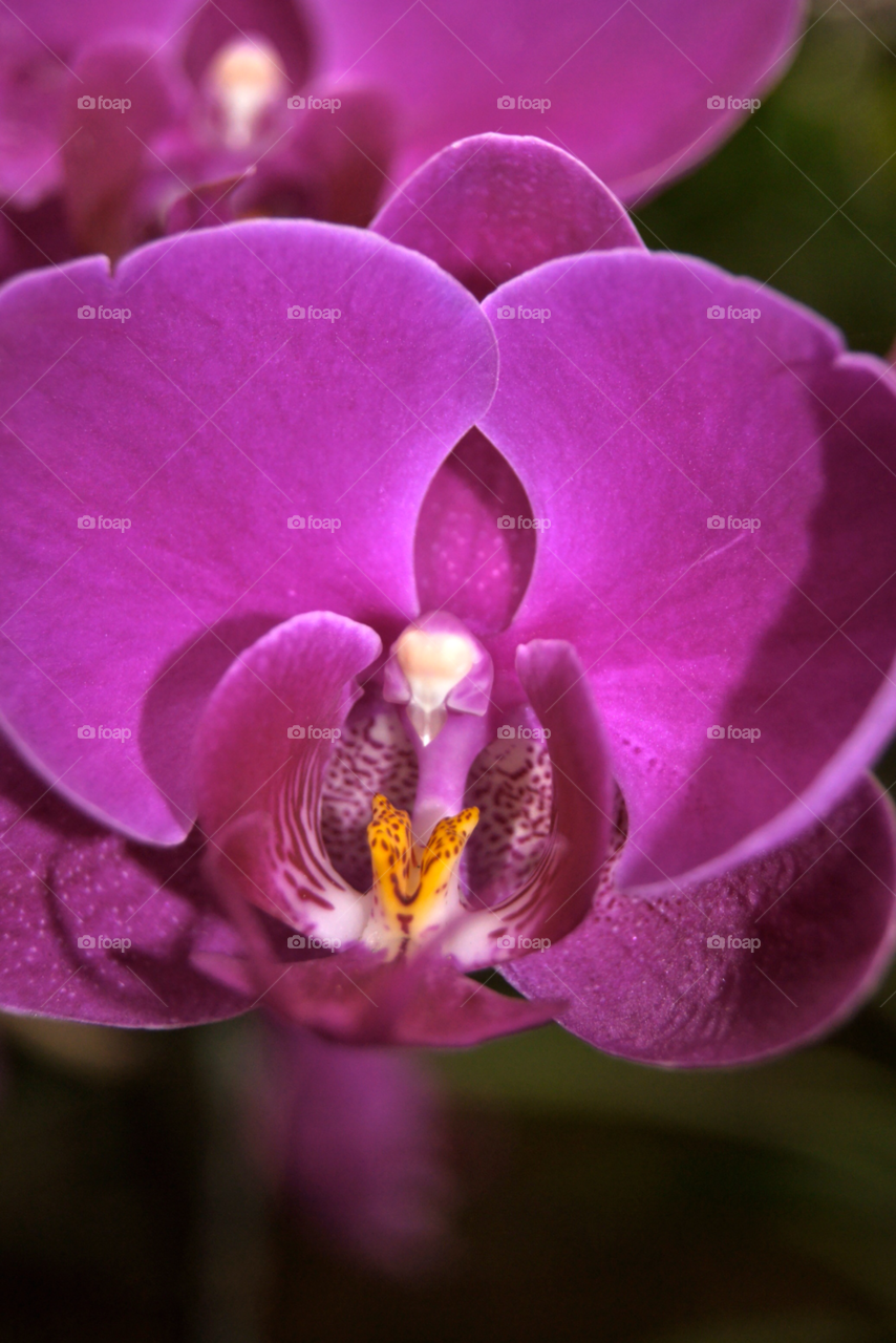 hanoi vietnam orchid vietnam by stevetravisuk
