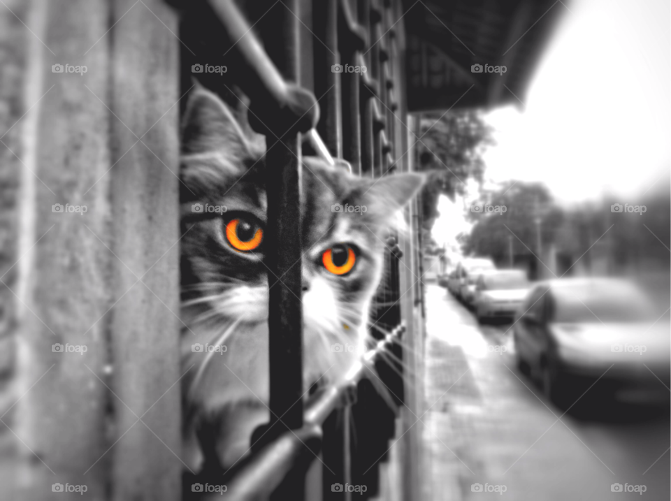 street yellow cat window by pitufo100