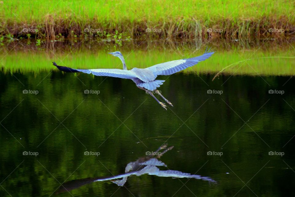 Winged Reflection 