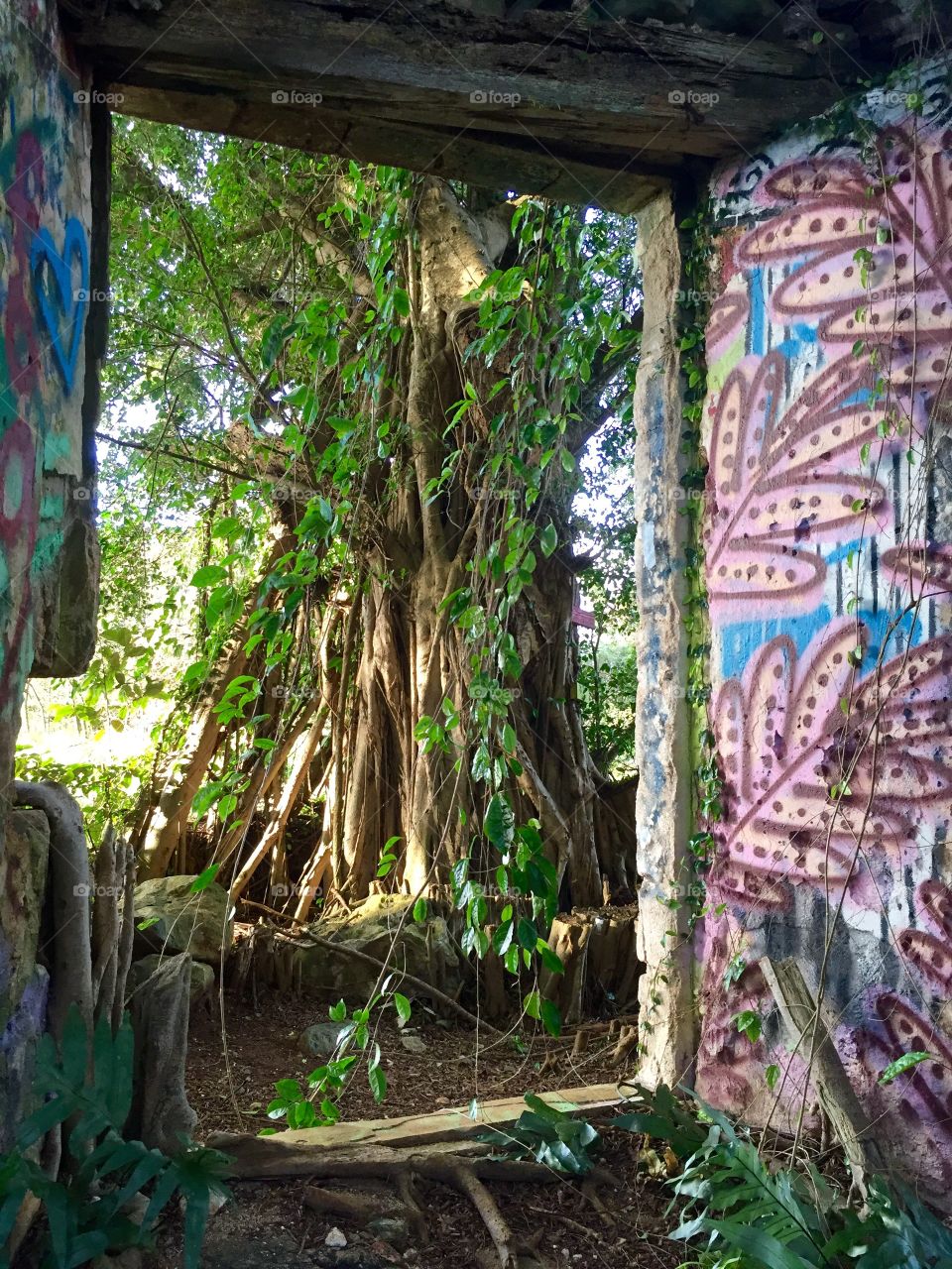 Wood, Nature, Old, Tree, Leaf