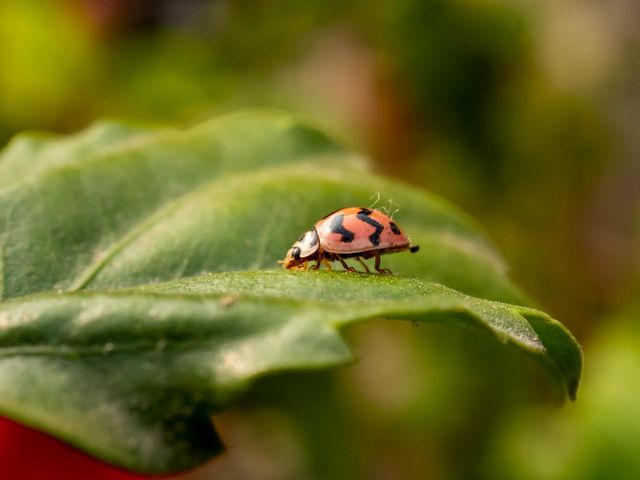 Beautiful tiny ladybug
