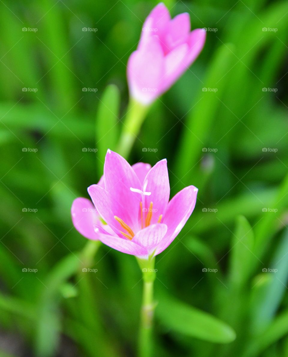 Rain lilly flower in blur background