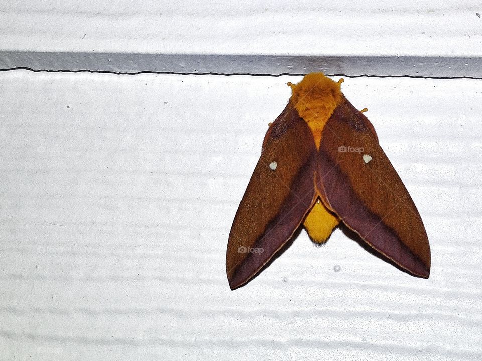 Oakworm Moth