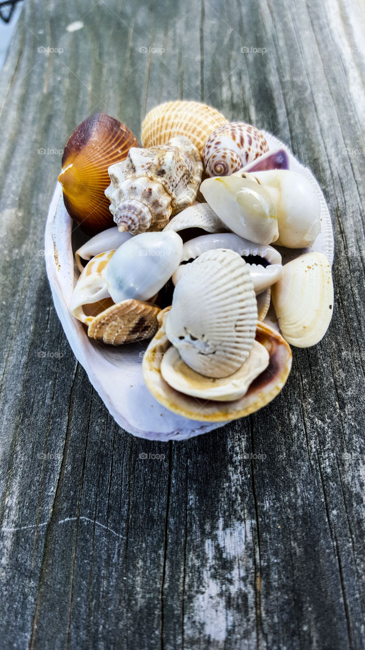 Small seashells inside large shell