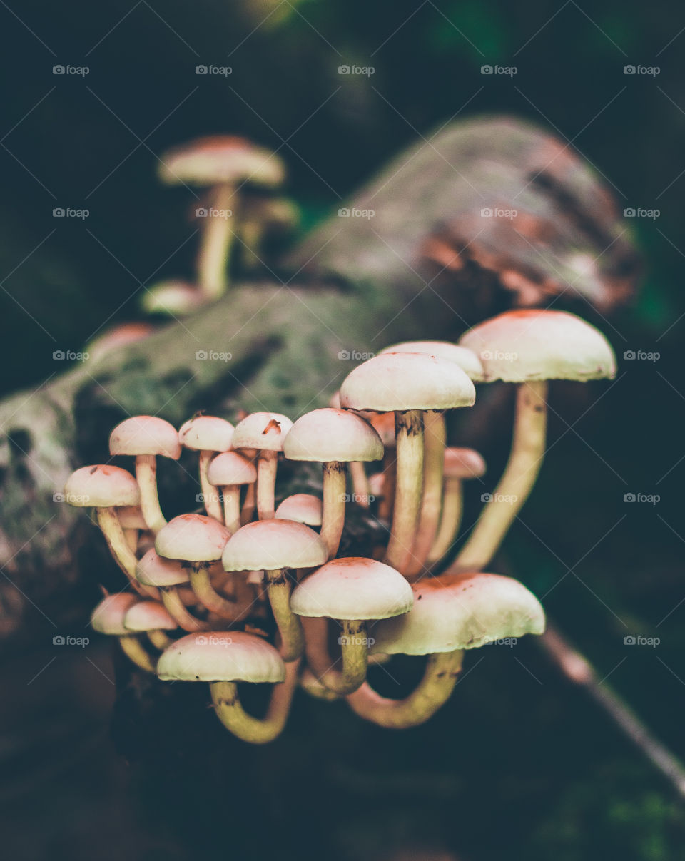 A cluster of pale Hymenogastraceae mushrooms growing on wood